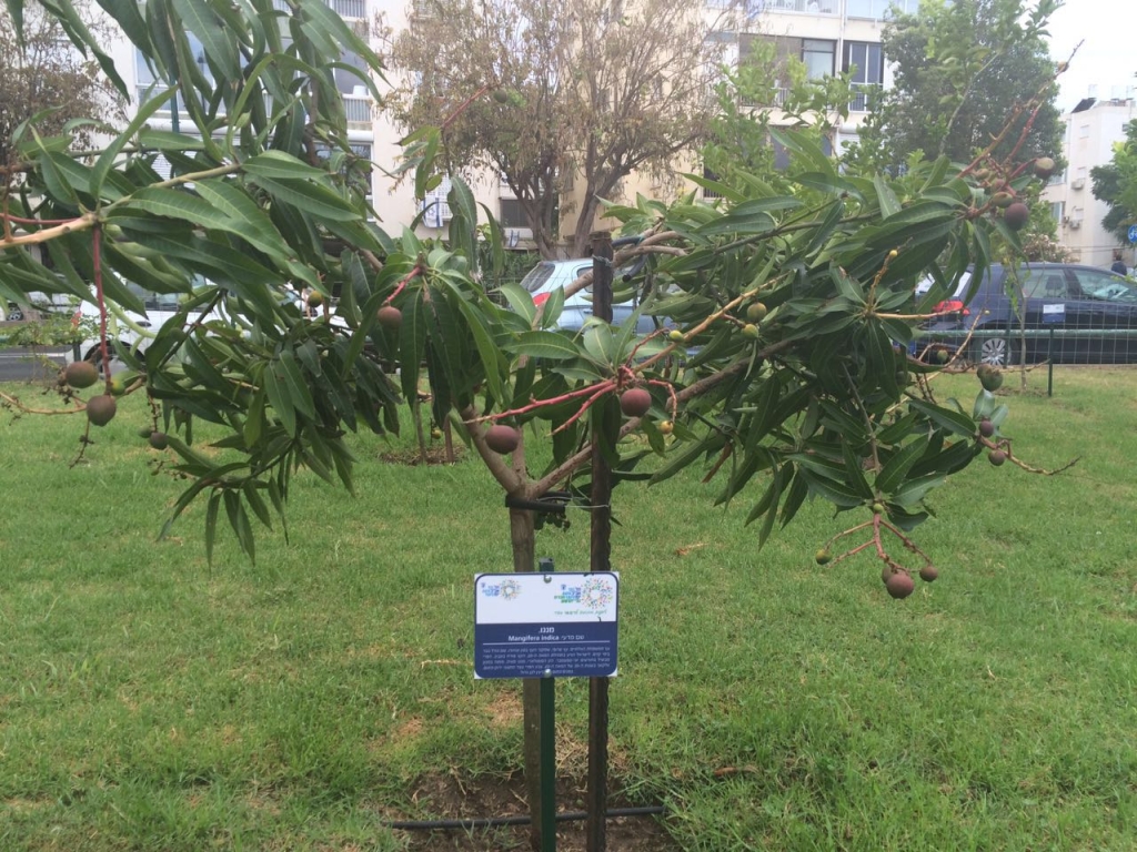 Mango tree at Tel Aviv's HaYarkon Park (Credit: Nachama Duek)