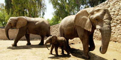 Offspring everywhere - even at the Safari Park in Ramat Gan (Credit: Amos Ben Gershom, GPO)