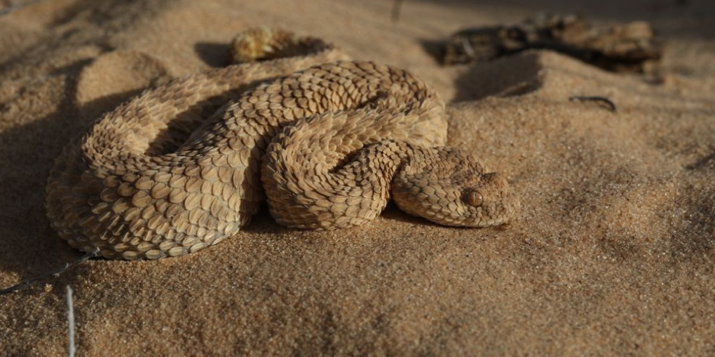 kenya horned snake